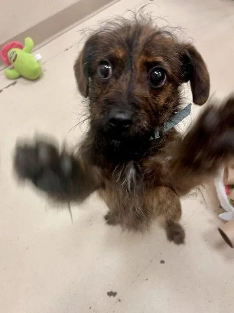 A baby small-sized male Terrier dog named Little Bean for adoption in Webster, WI