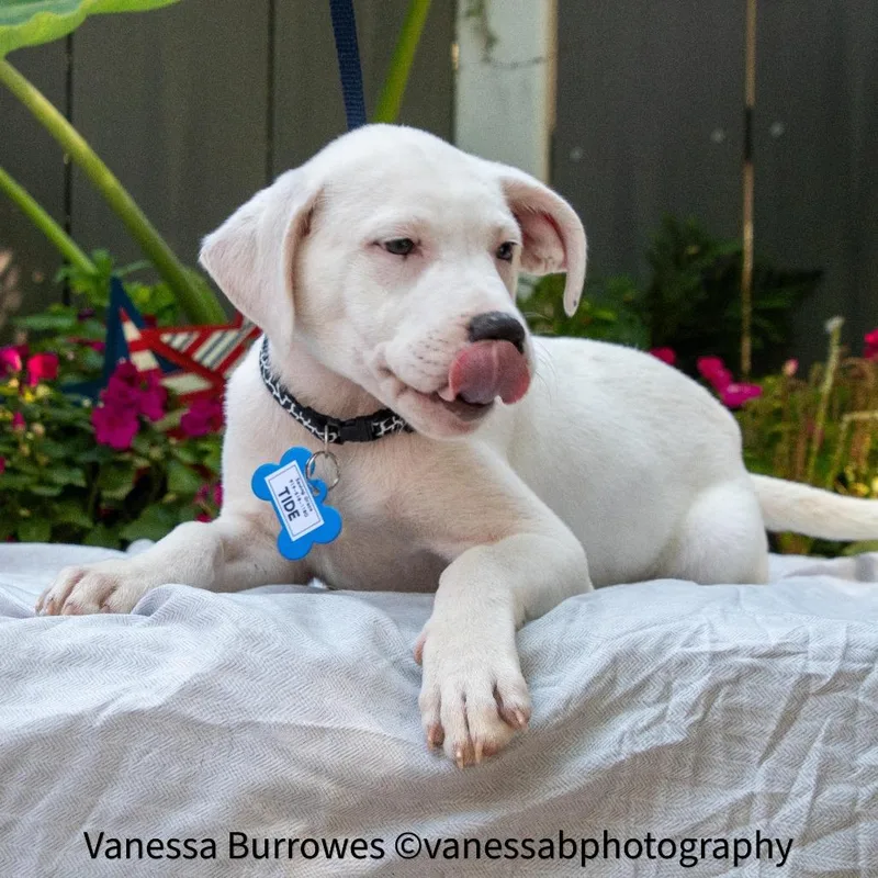 A baby small-sized male White / Cream Labrador Retriever dog named Tide for adoption in Wake Forest, NC