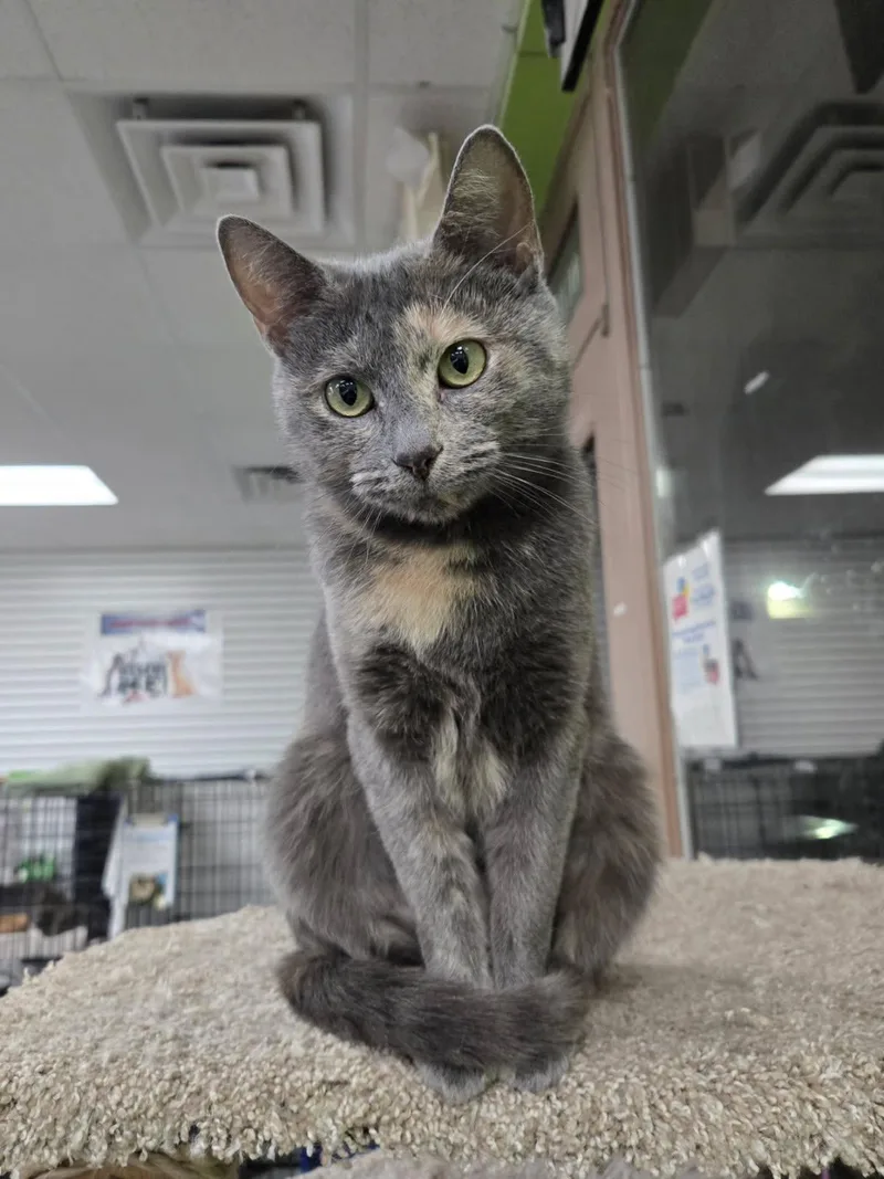 An adult medium-sized female Domestic Short Hair cat named Harlow for adoption in Richmond, KY