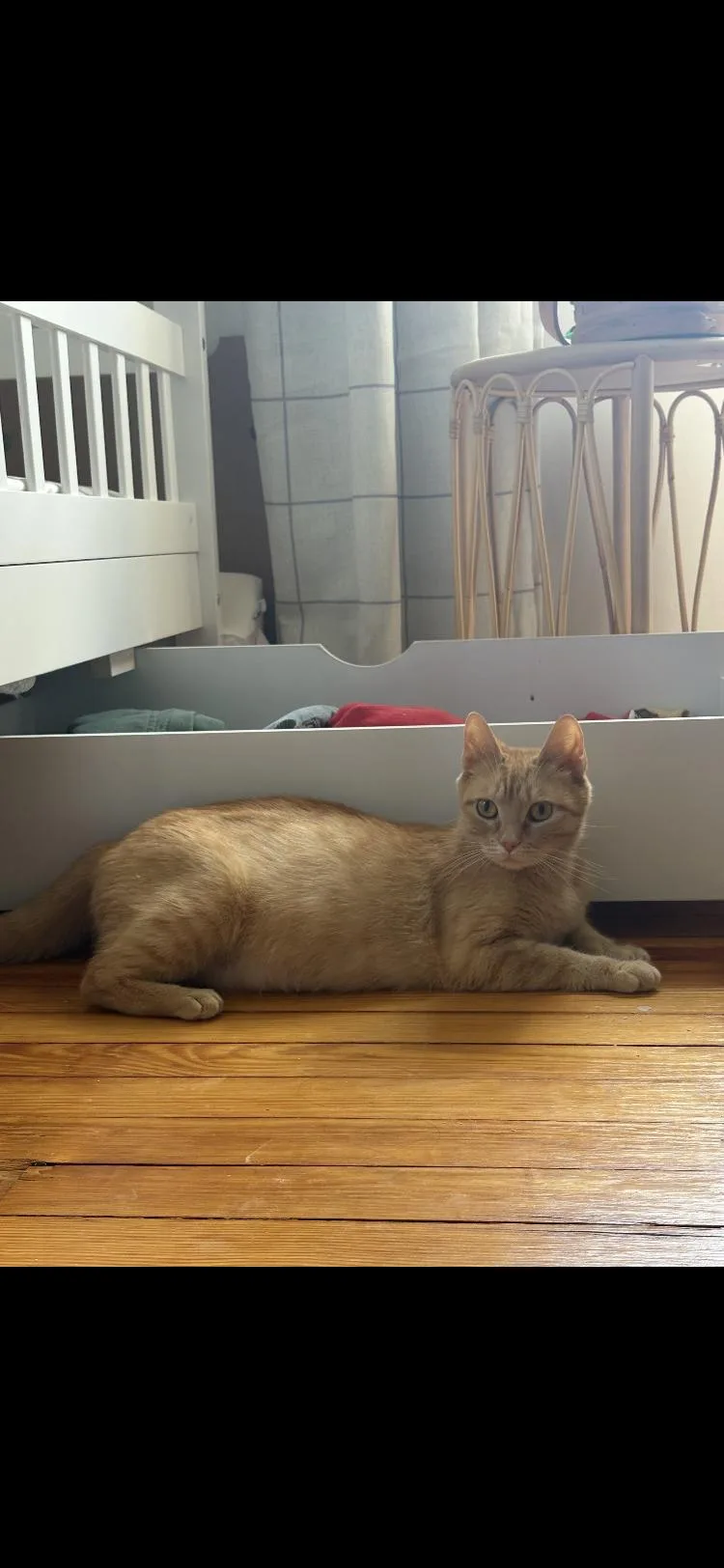 An adult medium-sized female Orange / Red Domestic Short Hair cat named Elsa for adoption in Turnersville, NJ
