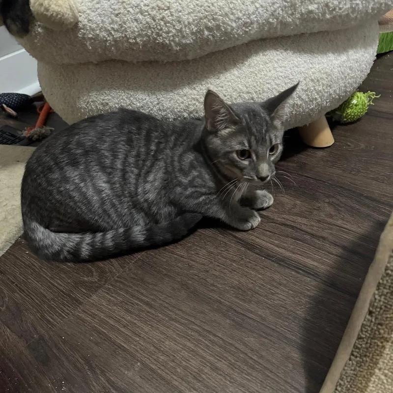 A baby small-sized female Gray / Blue / Silver Domestic Short Hair cat named Jem for adoption in Roselle, IL