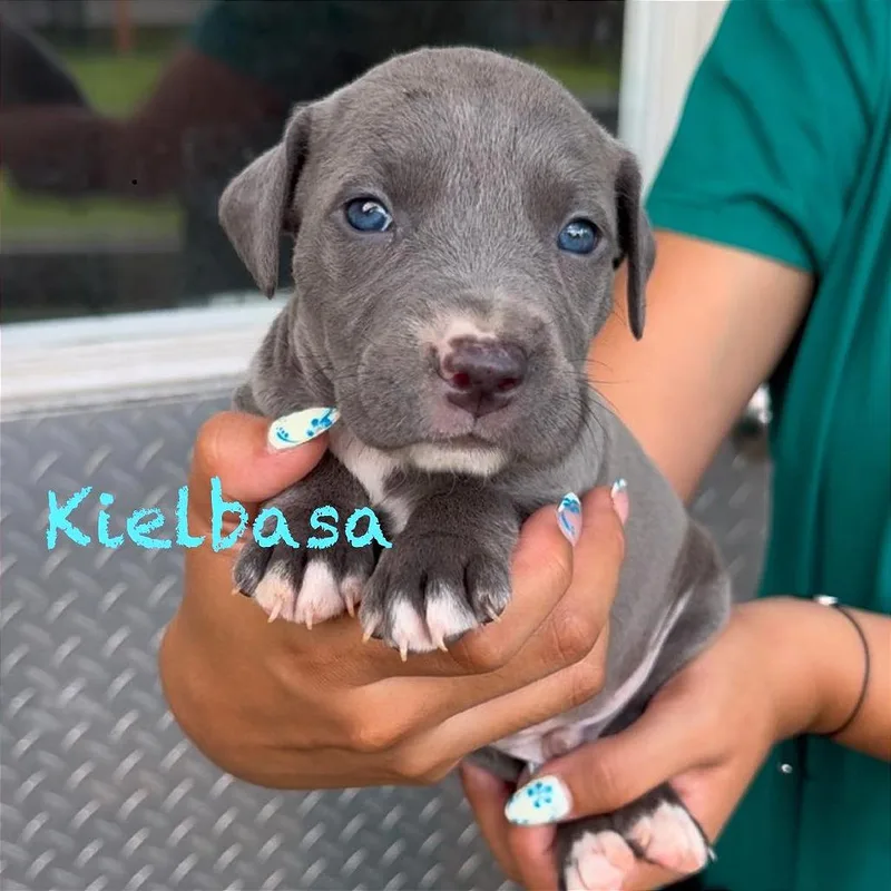 A baby medium-sized male Black American Staffordshire Terrier dog named Kielbasa for adoption in Tampa, FL