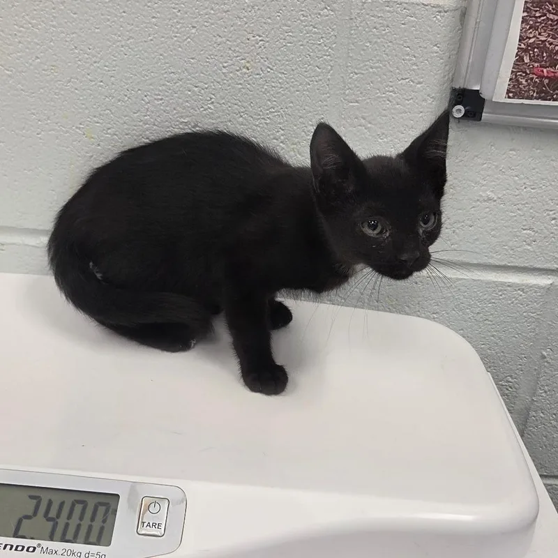 A baby small-sized male Domestic Short Hair cat named Xemnas for adoption in Chattanooga, TN