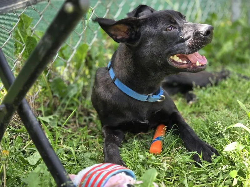 Morticia thumbnail 2