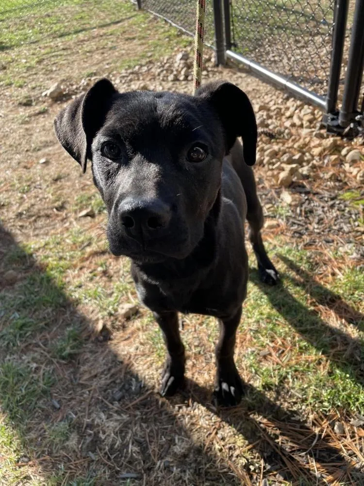 Morticia thumbnail 3