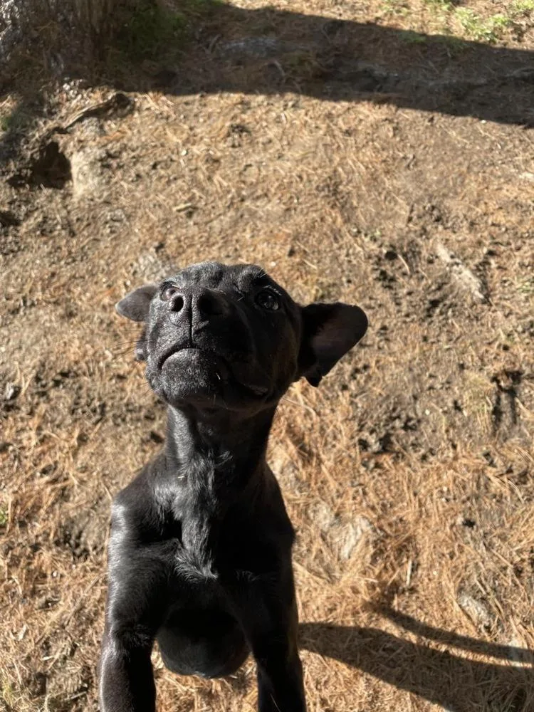 Morticia thumbnail 4