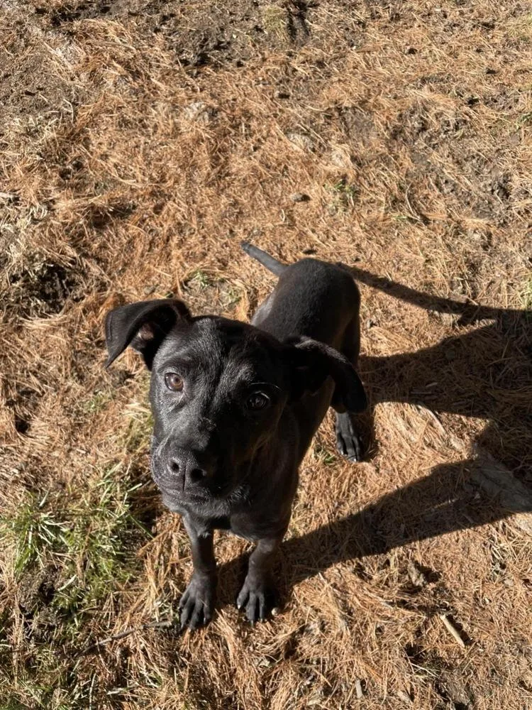 Morticia thumbnail 6