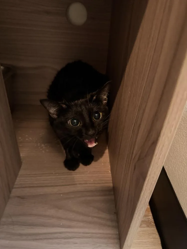 A young medium-sized female Domestic Short Hair cat named Stubby for adoption in Dallas, TX