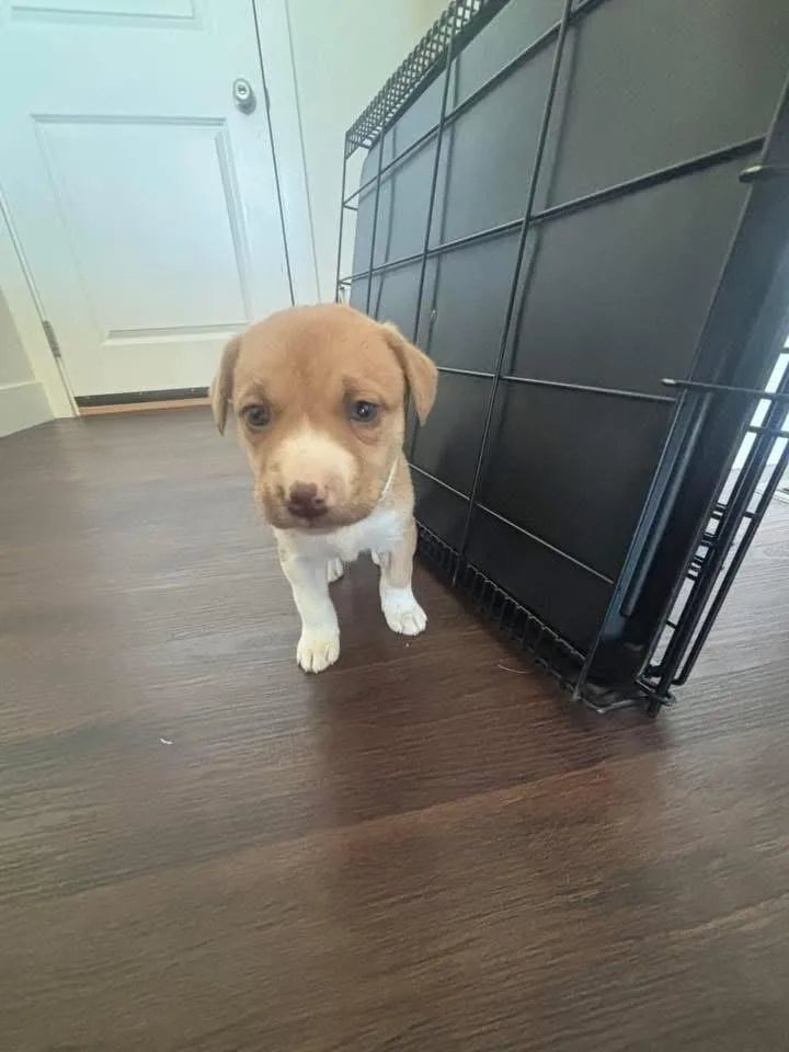 A baby small-sized female White / Cream Terrier dog named Naomi for adoption in Colorado Springs, CO
