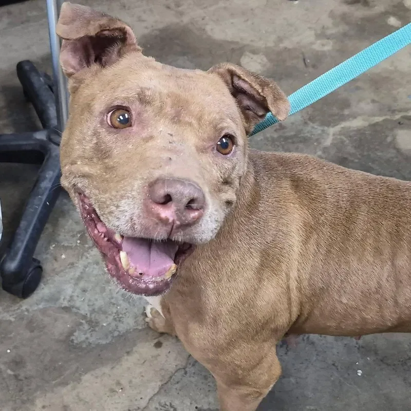 A senior medium-sized female Brown / Chocolate Pit Bull Terrier dog named Melvina "queen" for adoption in Cleveland, MS