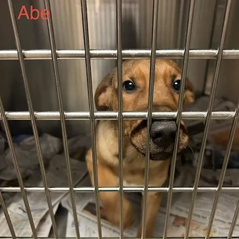 A baby small-sized male Mixed Breed dog named Abe for adoption in Knoxville, TN