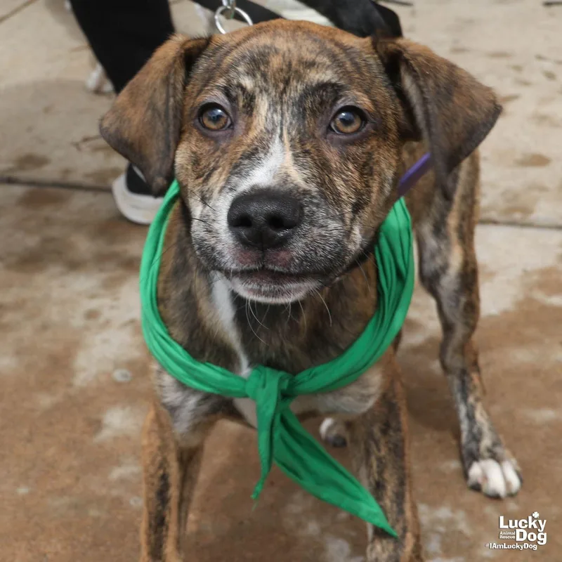 A baby medium-sized male Shepherd dog named James for adoption in Washington, DC