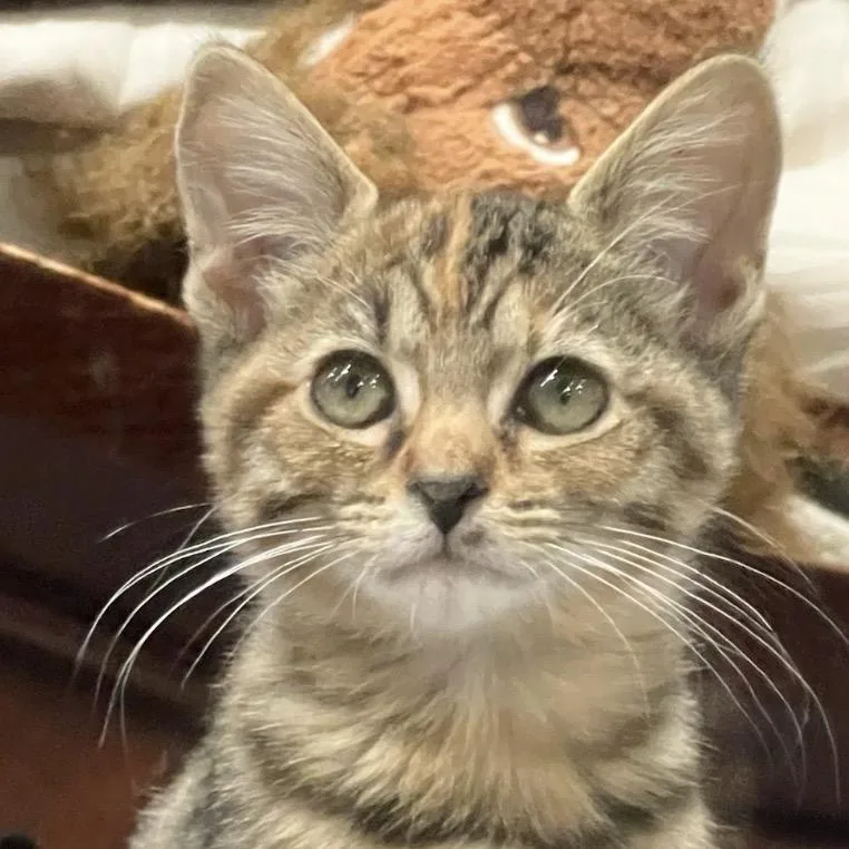 A baby small-sized female Brown / Chocolate Domestic Short Hair cat named Meera for adoption in Escondido, CA