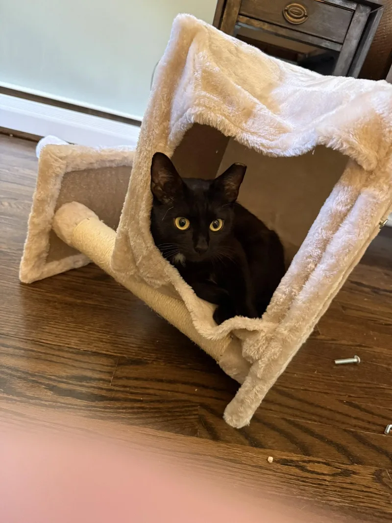 A baby medium-sized female Black Domestic Short Hair cat named Bella for adoption in Lutherville, MD