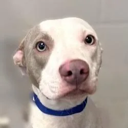 A young medium-sized female Pit Bull Terrier dog named Blanca for adoption in Brenham, TX