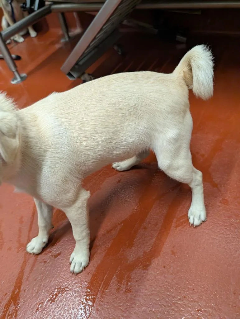 A young small-sized female Mixed Breed dog named Yin for adoption in Douglasville, GA