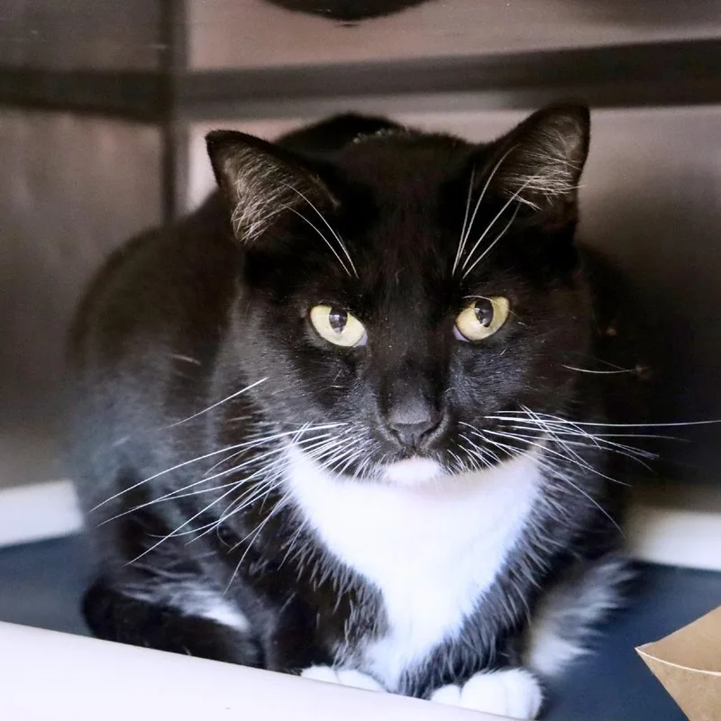 An adult large-sized female Domestic Short Hair cat named Goose for adoption in Austin, TX