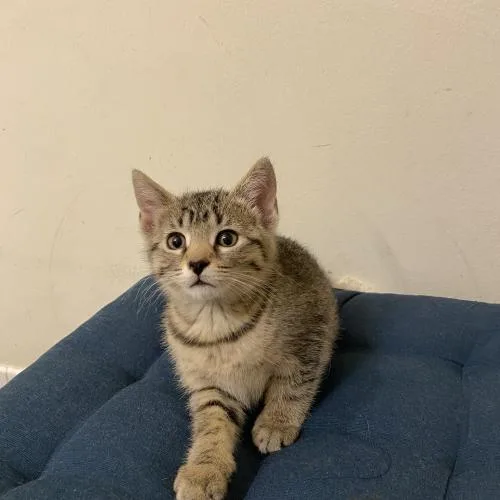 A baby small-sized female Tabby (Brown / Chocolate) Domestic Short Hair cat named Fais Do Do for adoption in Toms River, NJ