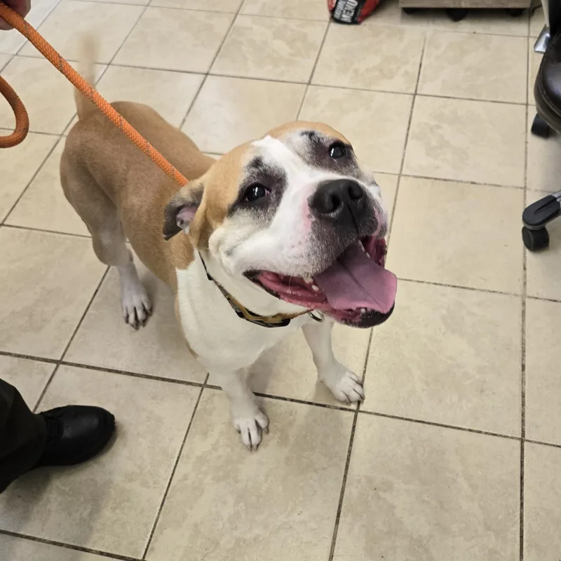 An adult medium-sized male American Bully dog named Tucker for adoption in East Haven, CT