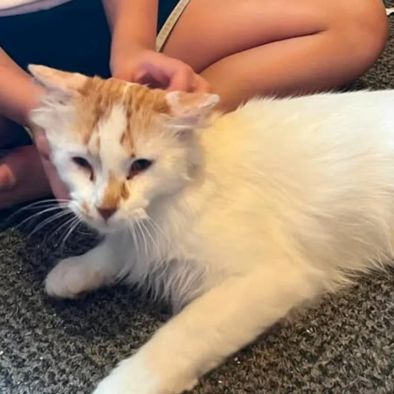 A young small-sized male Orange / Red Domestic Short Hair cat named Percy for adoption in Coralville, IA