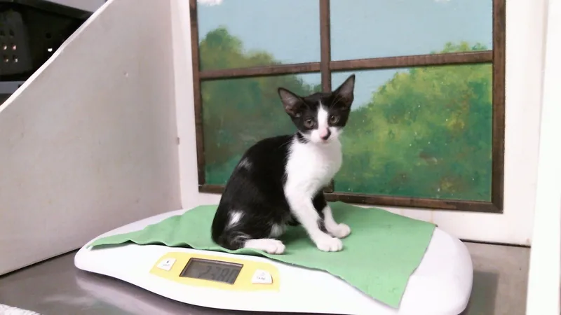 A baby small-sized male Domestic Short Hair cat named Asher for adoption in Houston, TX