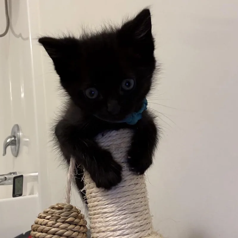 A baby small-sized male Black Domestic Short Hair cat named Nelson for adoption in Ashland, VA