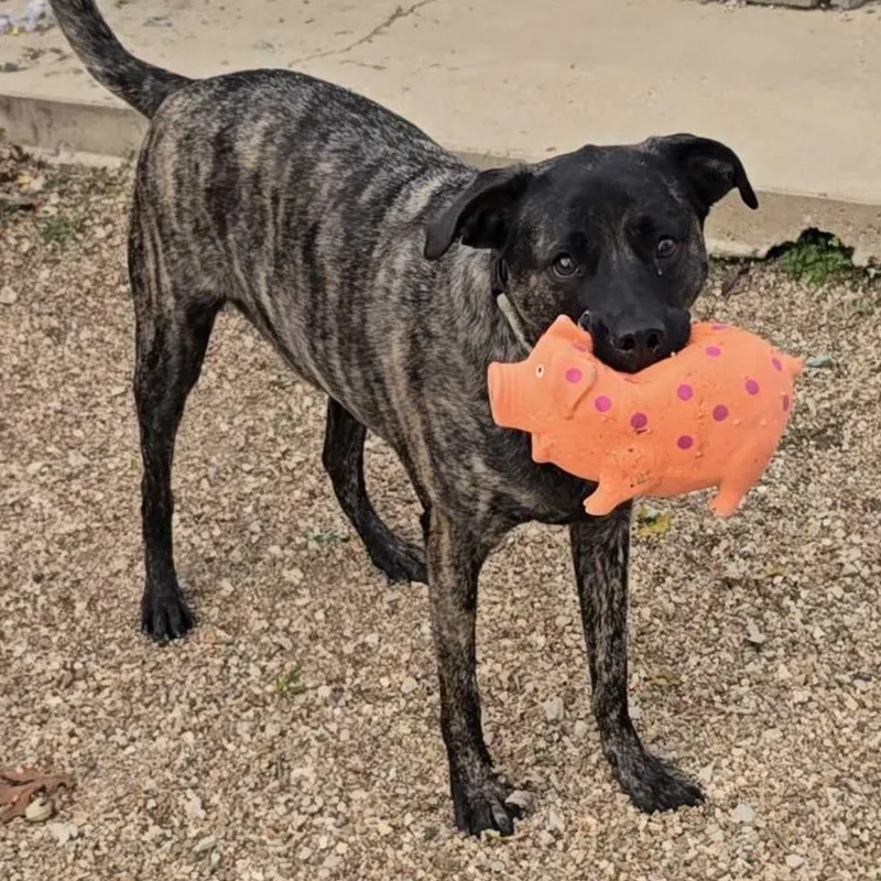 An adult large-sized female Beagle dog named Skittles FC EB for adoption in Union, MO