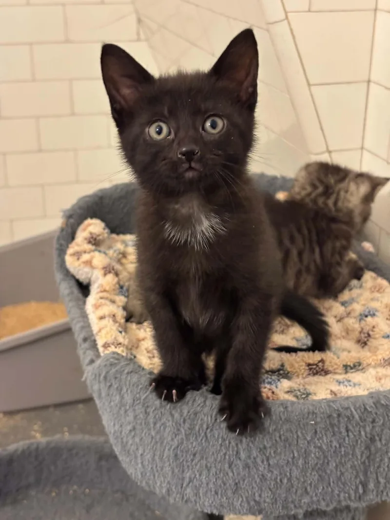A baby medium-sized female Black Domestic Short Hair cat named Ivy for adoption in Pittsburgh, PA
