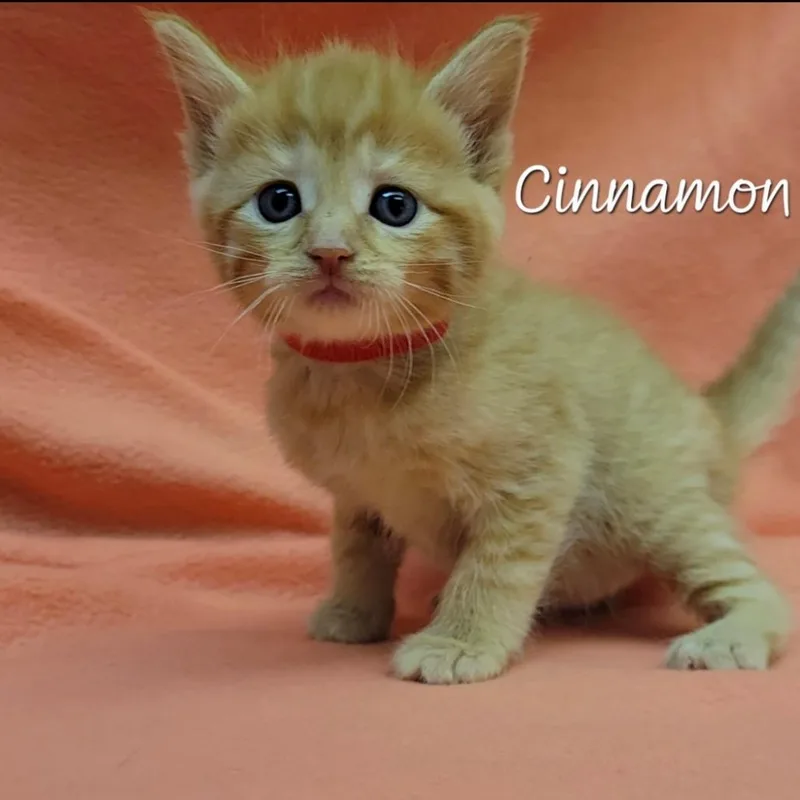 A baby small-sized female Orange / Red Domestic Short Hair cat named Cinnamon for adoption in Parkersburg, WV