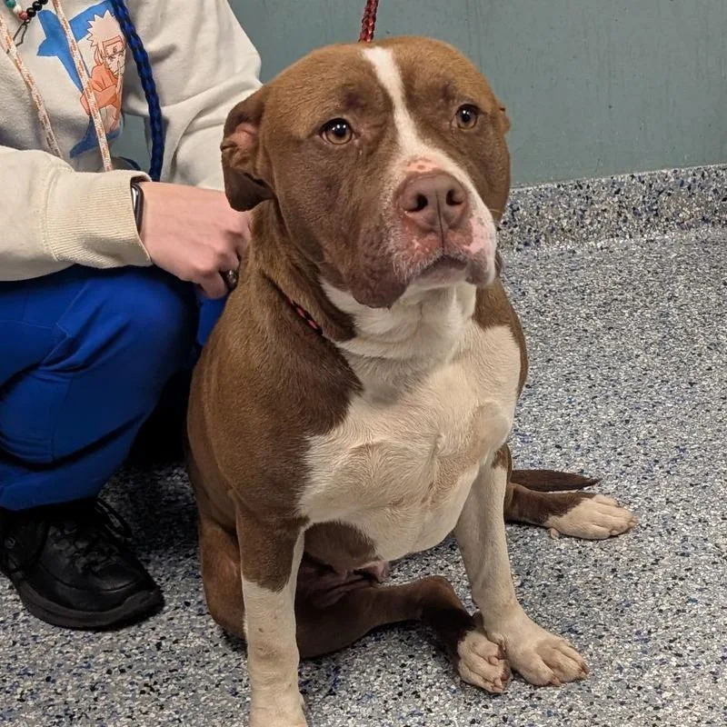An adult medium-sized female Brown / Chocolate American Staffordshire Terrier dog named Pinto for adoption in Greenville, SC