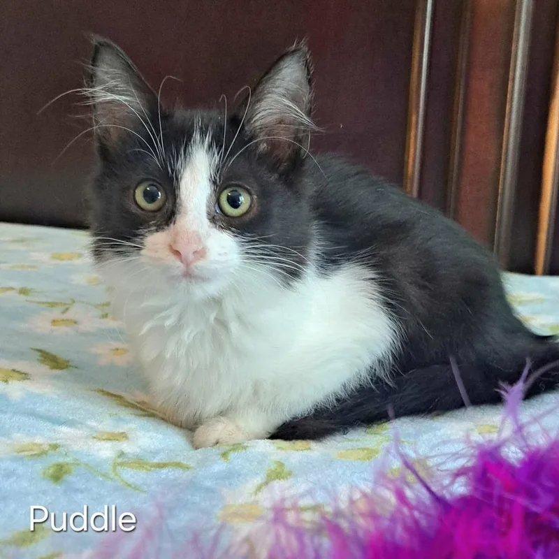 Puddle thumbnail 4