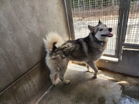 Maya