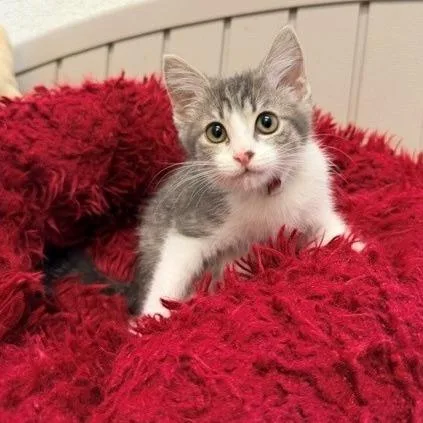 A baby small-sized female Gray / Blue / Silver Domestic Short Hair cat named Sienna for adoption in Long Beach, CA