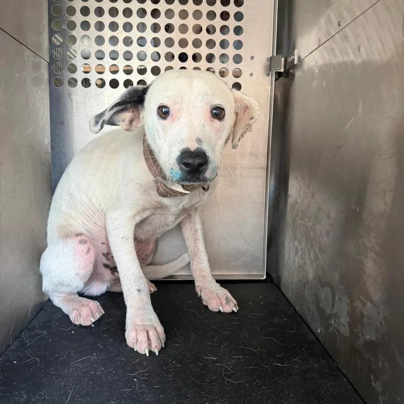 A young small-sized male Terrier dog named Miller for adoption in Birmingham, AL
