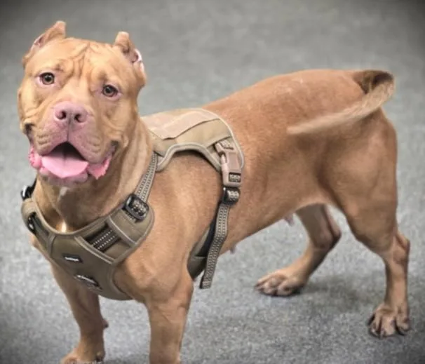 An adult large-sized female Pit Bull Terrier dog named Ginger for adoption in Los Angeles, CA
