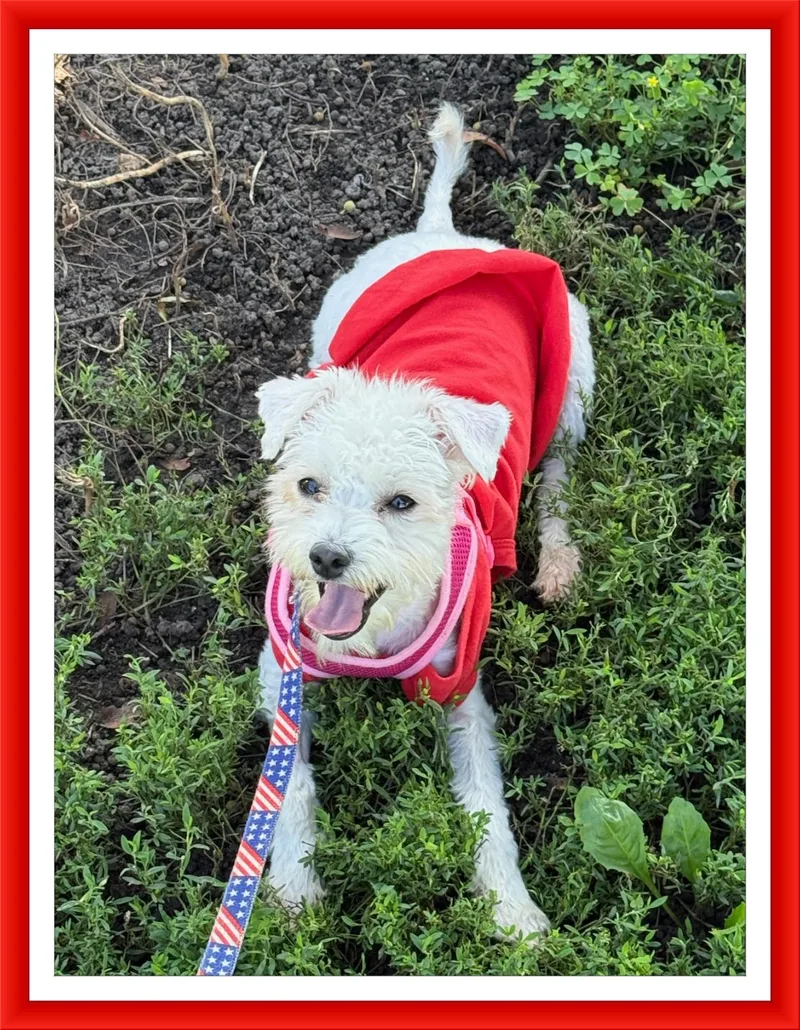 A young small-sized female Bichon Frise dog named Charlotte  IL for adoption in Tulsa, OK