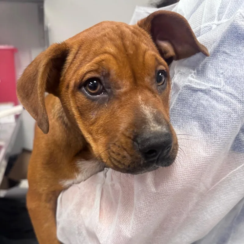 A baby small-sized female Red / Chestnut / Orange Boxer dog named Justice for adoption in Greenville, SC