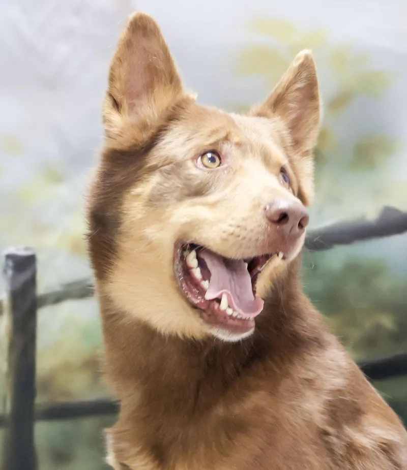 An adult medium-sized male Brown / Chocolate Australian Shepherd dog named Zade for adoption in Casa Grande, AZ