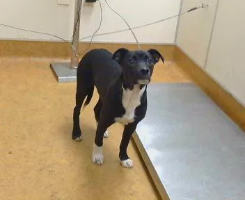 A baby small-sized male Border Collie dog named Lucas for adoption in Sacramento, CA
