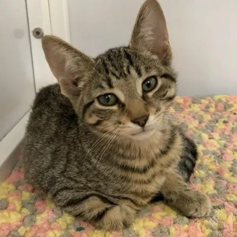 An adult large-sized male Domestic Short Hair cat named Chicken Nugget for adoption in Oconto, WI