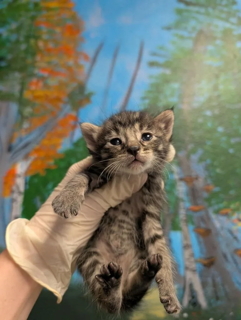 A baby small-sized female Domestic Short Hair cat named Champagne Toast for adoption in New Braunfels, TX