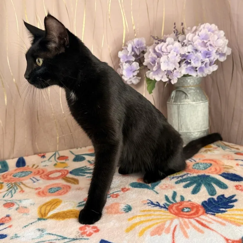 A young medium-sized female Black Domestic Short Hair cat named Sophia for adoption in Long Beach, MS
