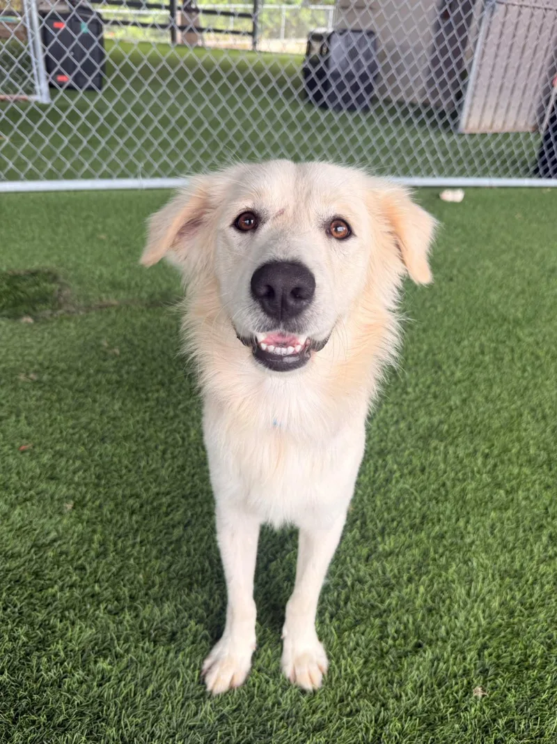 A young medium-sized male Labrador Retriever dog named Acai for adoption in Brooklyn, NY