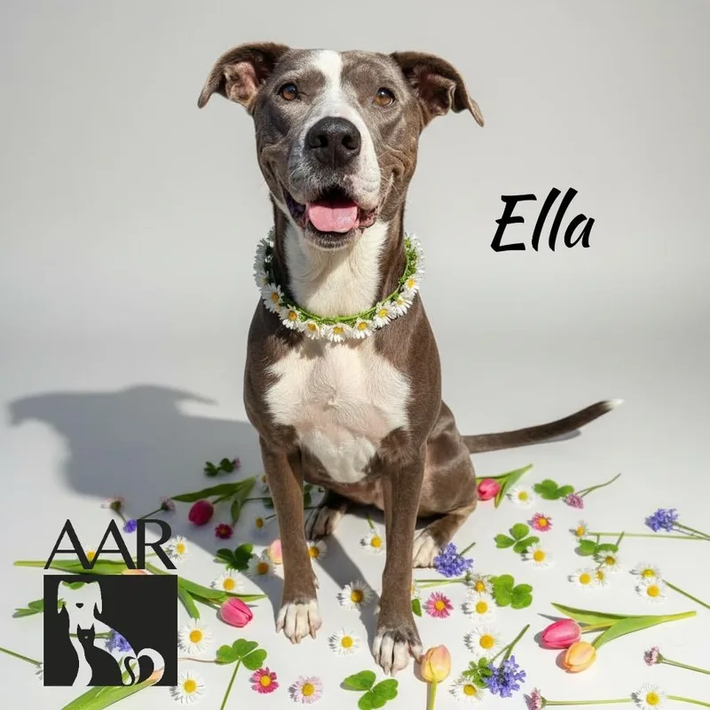 Ella thumbnail 2