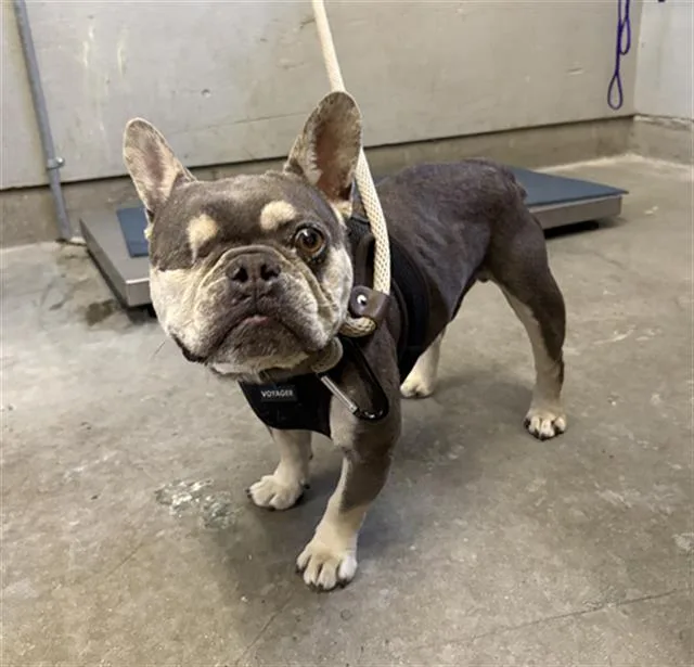 An adult small-sized male French Bulldog dog named Bluey for adoption in Camarillo, CA