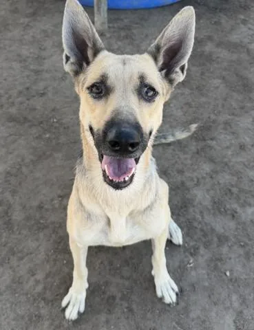 An adult large-sized female Shepherd dog named Gem for adoption in Bakersfield, CA