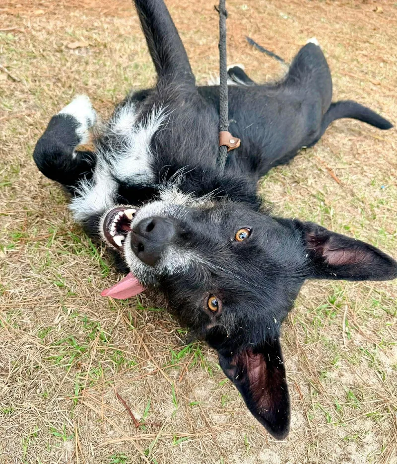 Shakespeare thumbnail 3