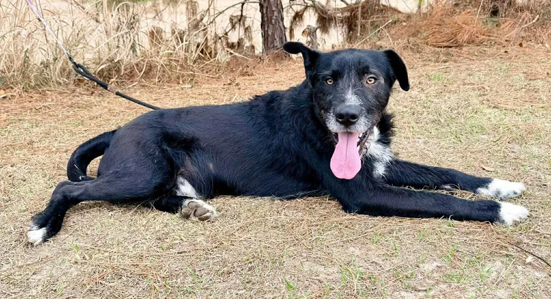 Shakespeare thumbnail 4