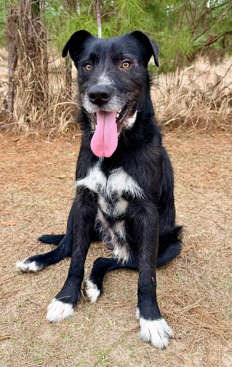 Shakespeare thumbnail 6