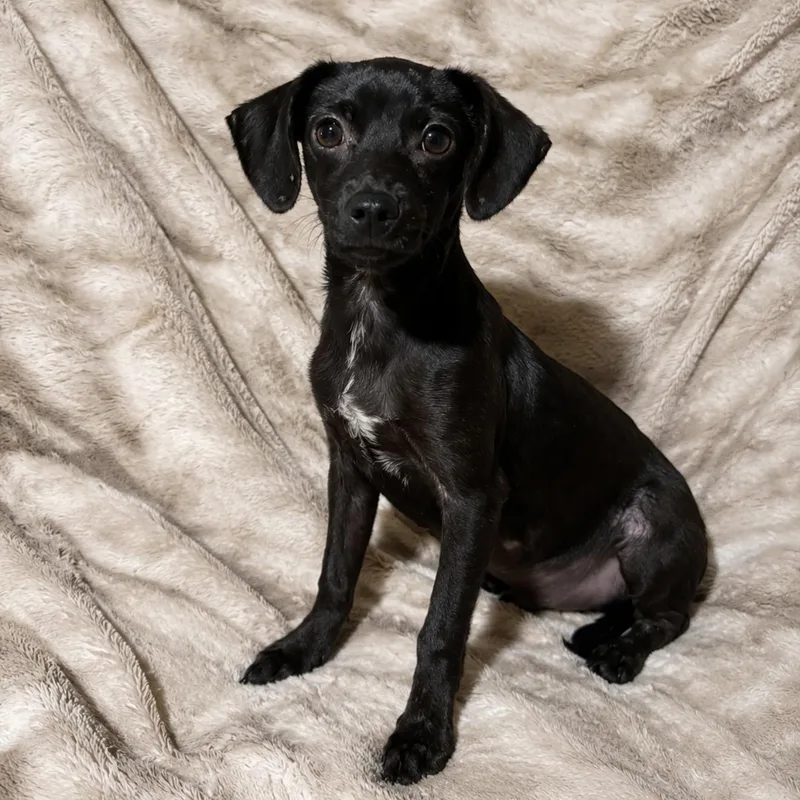 A baby small-sized male Black Chihuahua dog named Brody for adoption in Pelham, NH